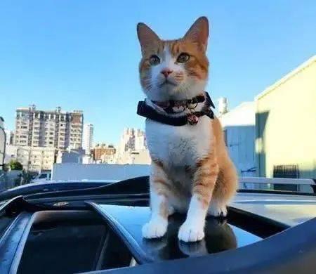 站在小猫的肩上