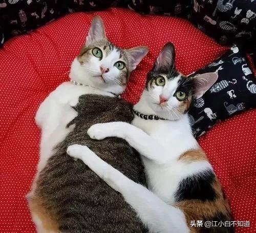 站在小猫的肩上