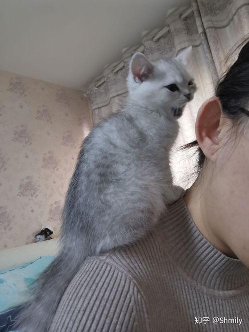 站在小猫的肩上