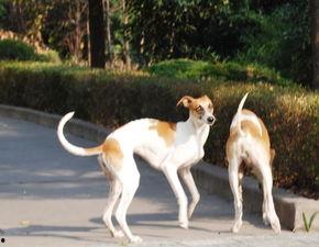 女孩的灵缇犬,一段温馨的宠物成长故事