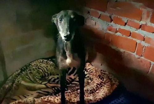 女孩的灵缇犬,一段温馨的宠物成长故事