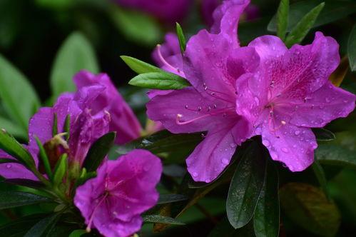 杜鹃花红,春意盎然