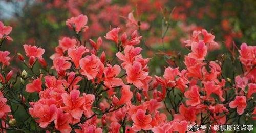 杜鹃花红,春意盎然