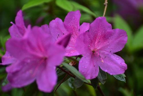 杜鹃花红,春意盎然