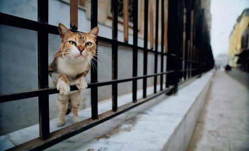 《猫步2:回归的猫》