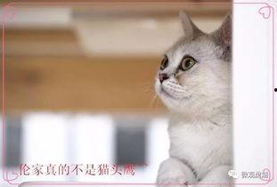 《猫步2:回归的猫》