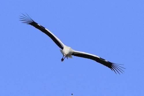 我是一只鹳,探寻自然与生命的和谐共鸣