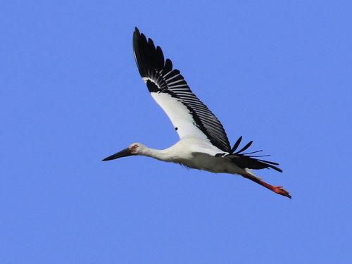 我是一只鹳,探寻自然与生命的和谐共鸣