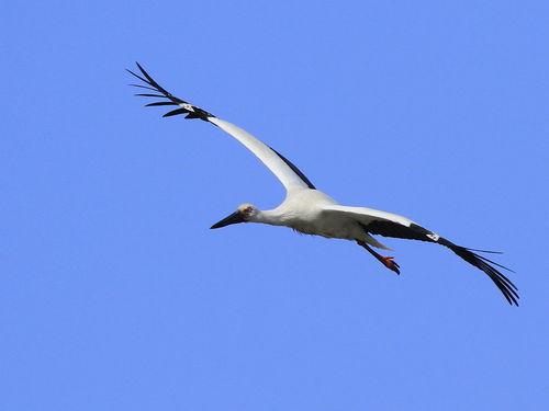 我是一只鹳,探寻自然与生命的和谐共鸣